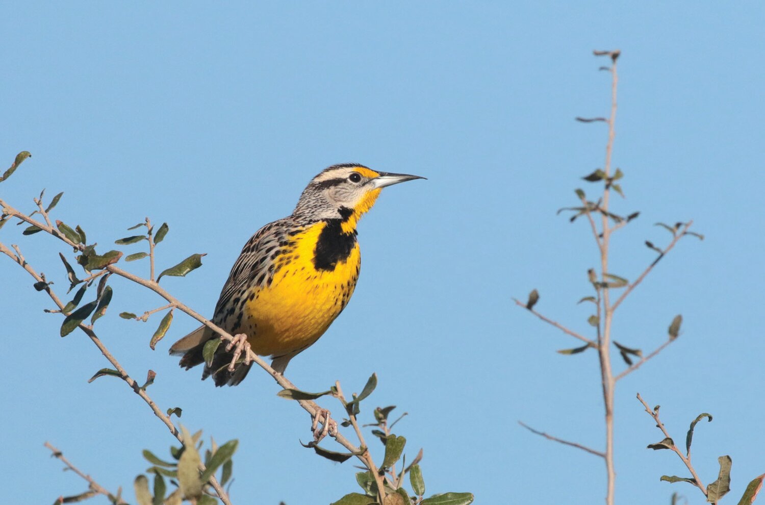The importance of greenspaces within the urban areas provides essential habitats for the migrating warblers and meadowlarks.